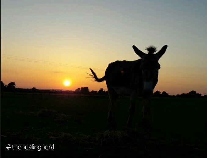 18622457_1142096509228025_3215535517522462604_n