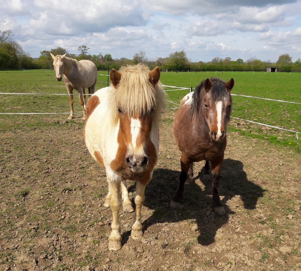 May 2018 Pixie and Cookie